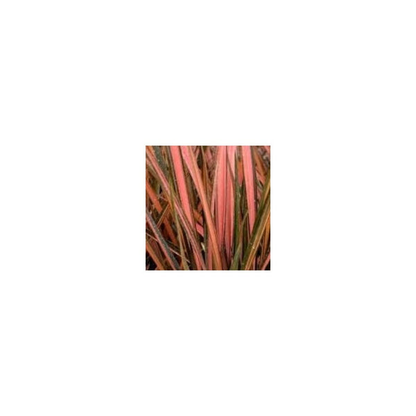 Phormium 'Pink Panther' - 19cm Pot