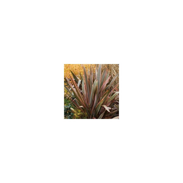 Phormium Maori Maiden - 19cm Pot