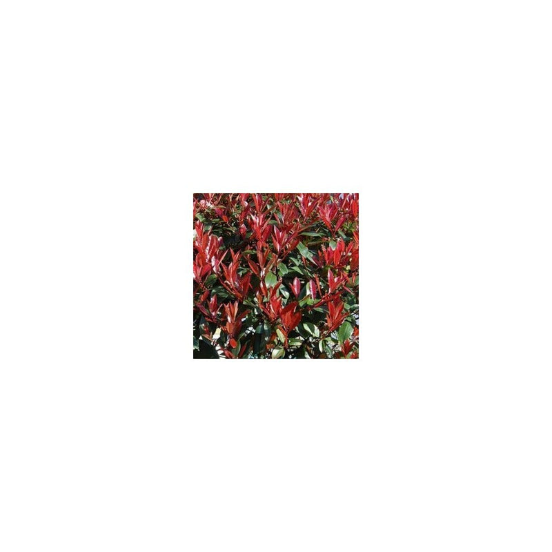 Photinia x fraseri 'Little Red Robin' - 2L Pot