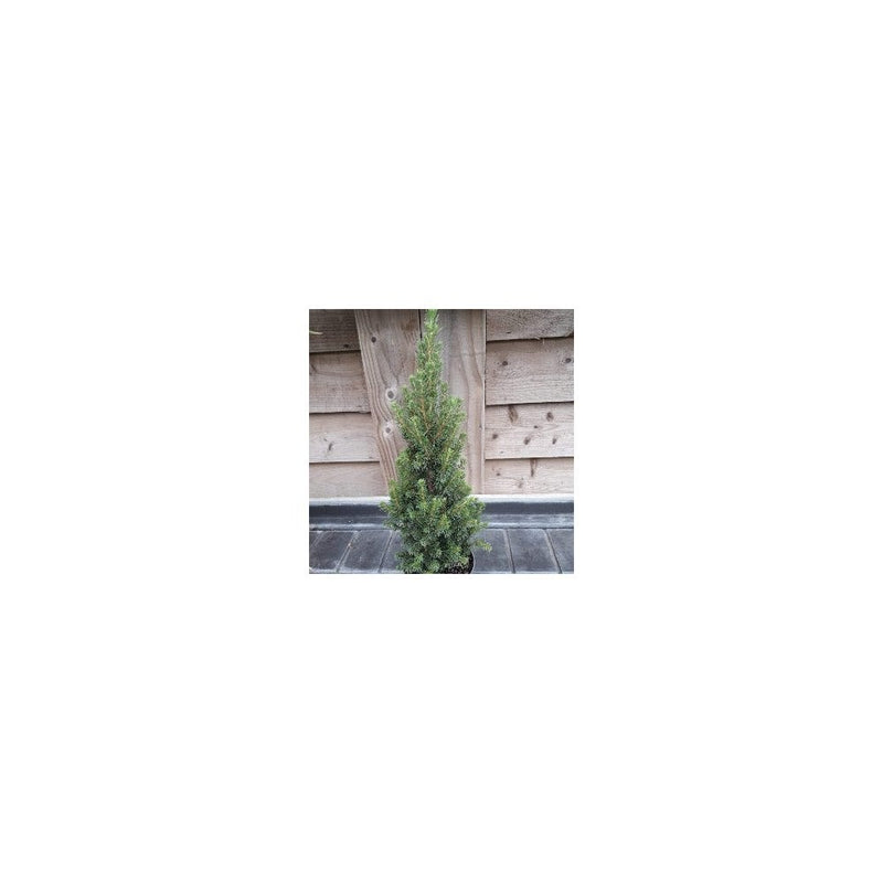 Picea Glauca - 1L Pot