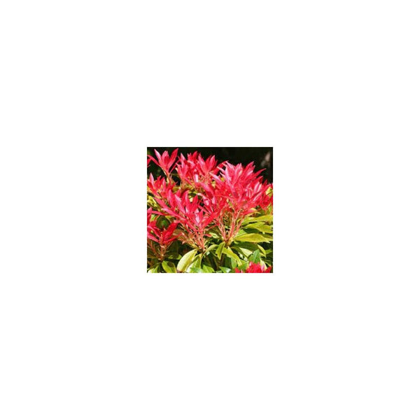 Pieris 'Forest Flame' - 3L Pot