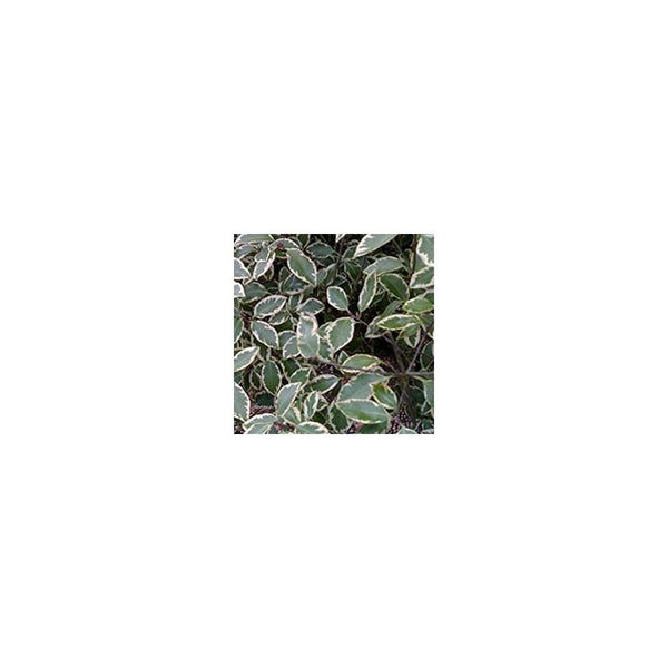 Pittosporum 'Garnettii' - 3L Pot