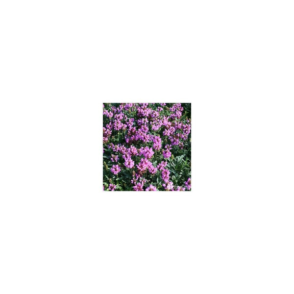 Prunella Grandiflora 'Bella Deep Rose' - 9cm Pot - Alpine & Rockery - Perennial