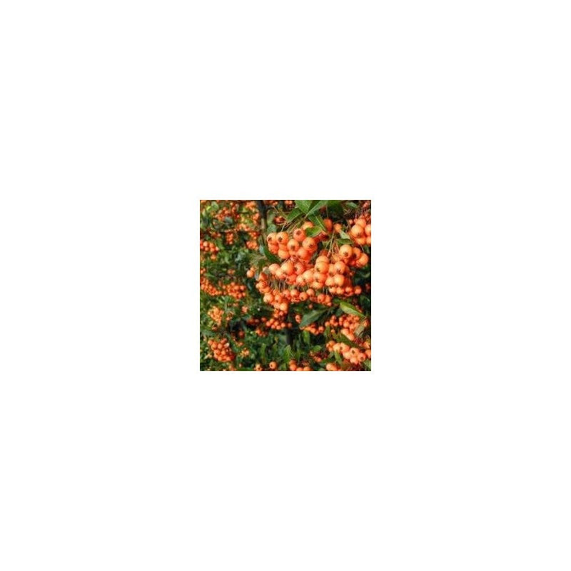 Pyracantha 'Orange Glow' - 2L Pot