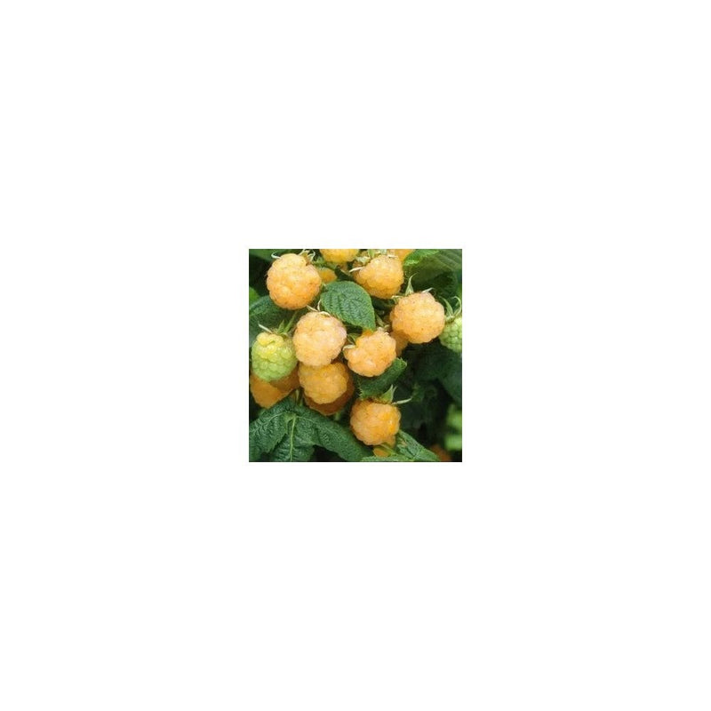 Raspberry 'Amira Yellow' / Rubus Idaeus 'Amira Yellow' - 2L Pot