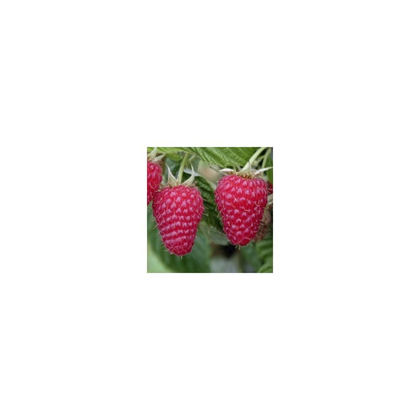 Raspberry 'Polka'/ Rubus Idaeus 'Polka'- 2L Pot