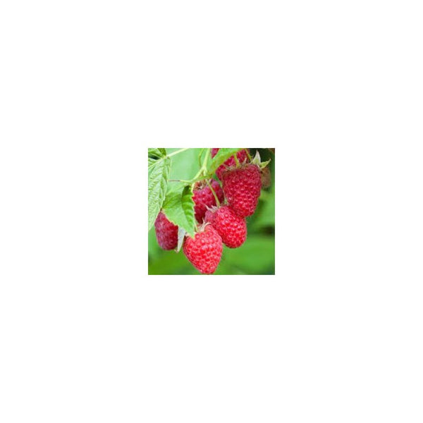 Raspberry 'Tulameen'/ Rubus Idaeus 'Tulameen'- 2L Pot