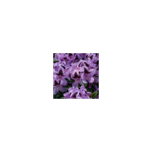 Rhododendron 'Metallica' - 7L Pot