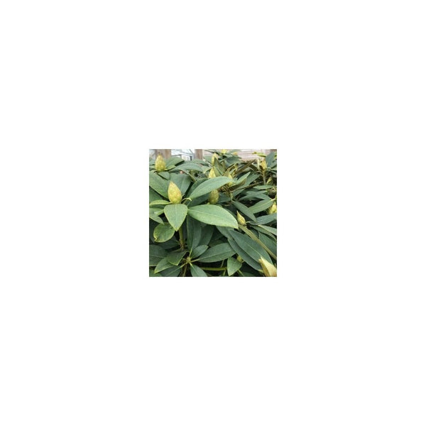 Rhododendron Albert Schweitzer - 15L Pot - Garden Ready Plant