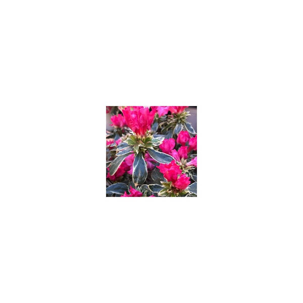 Rhododendron Bollywood - 3L