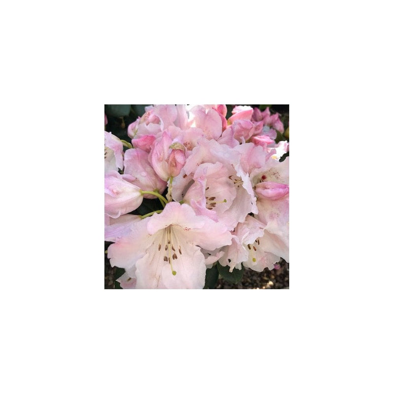 Rhododendron Dr Reiger - 7.5L - Garden Ready Plant