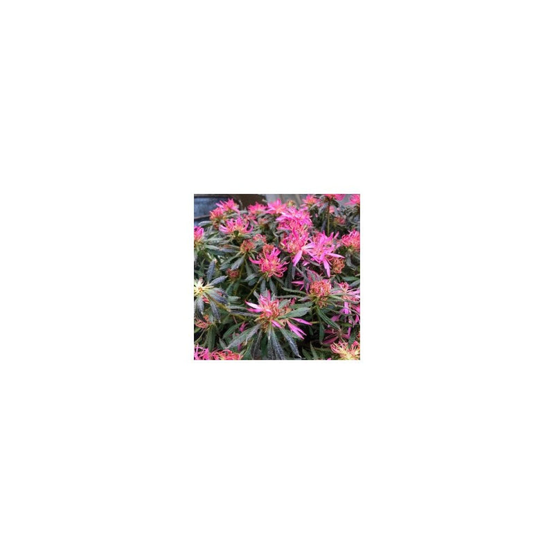 Rhododendron Starstyle Lila - 3L Pot