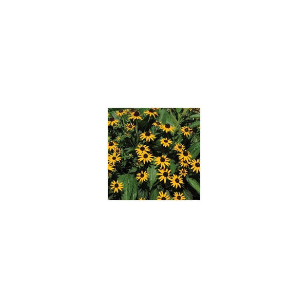 Rudbeckia Fulgida Var. Sullivantii 'Little Goldstar' - 2L Pot