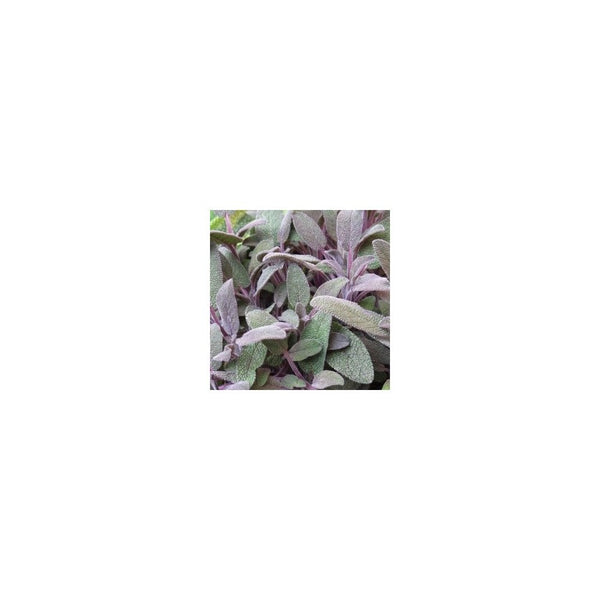 Sage Purple - 9cm Pot