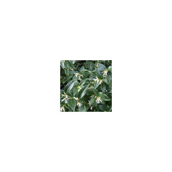 Sarcococca Confusa - 3L Pot