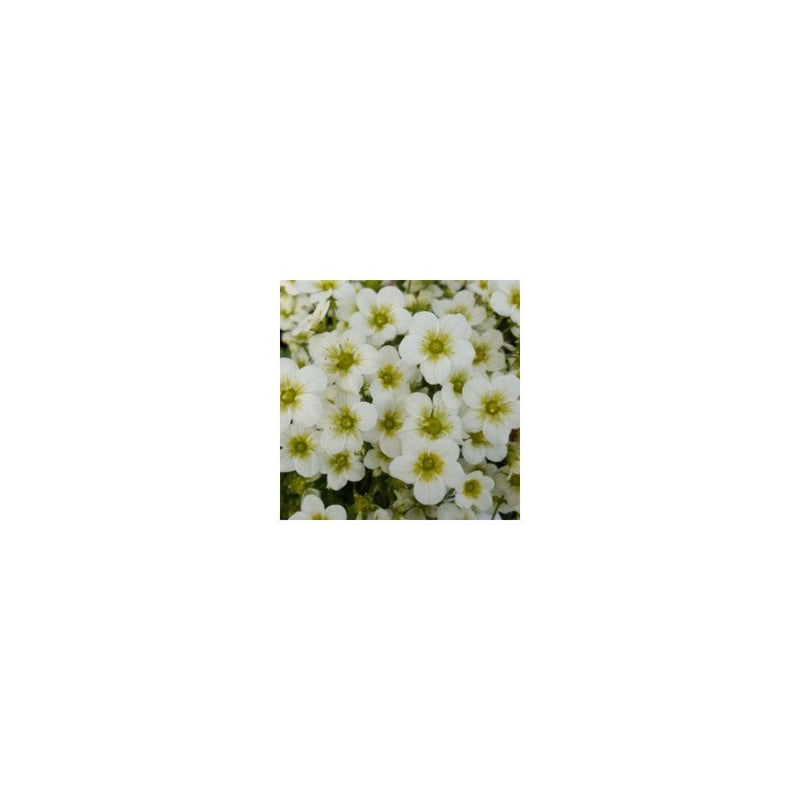 Saxifraga 'Alpino Early Lime' - 9cm Pot - Alpine & Rockery - Perennial