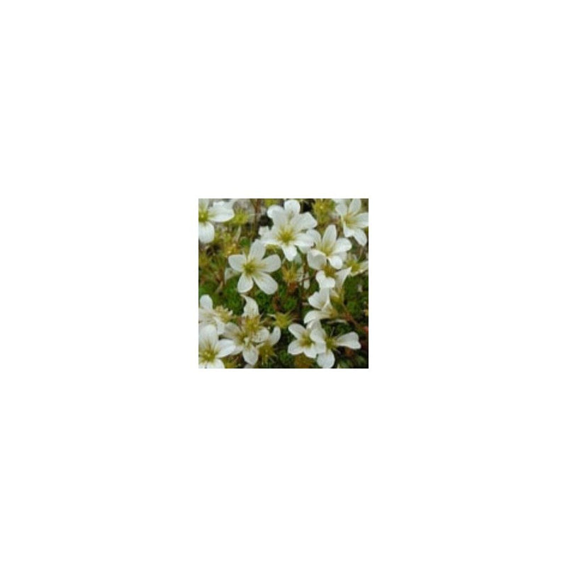 Saxifraga 'White Star' - 9cm Pot - Alpine & Rockery - Perennial