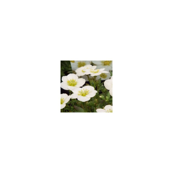 Saxifraga x Arendsii Touran White - 9cm Pot - Alpine & Rockery - Perennial