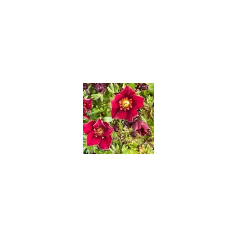 Saxifrage 'Highlander Red' - 9cm Pot - Alpine & Rockery - Perennial