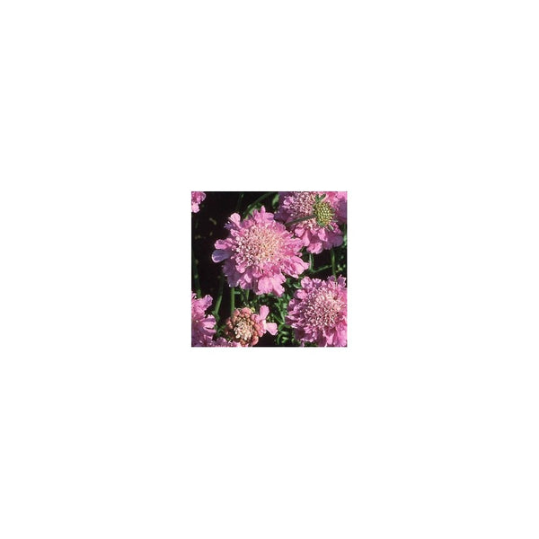 Scabiosa Columbaria 'Pink Mist'- 2L Pot