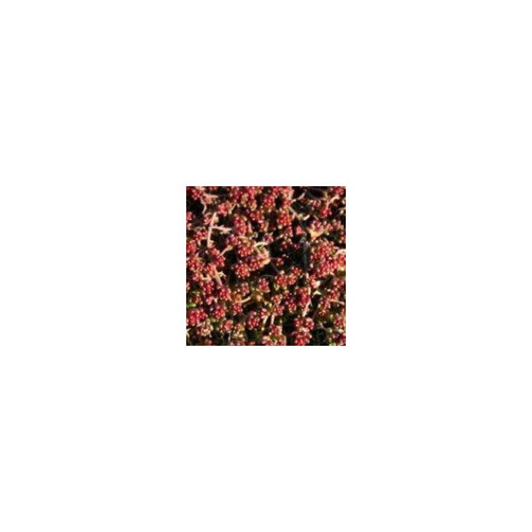 Sedum album 'Coral Carpet' - 9cm Pot - Alpine & Rockery - Perennial