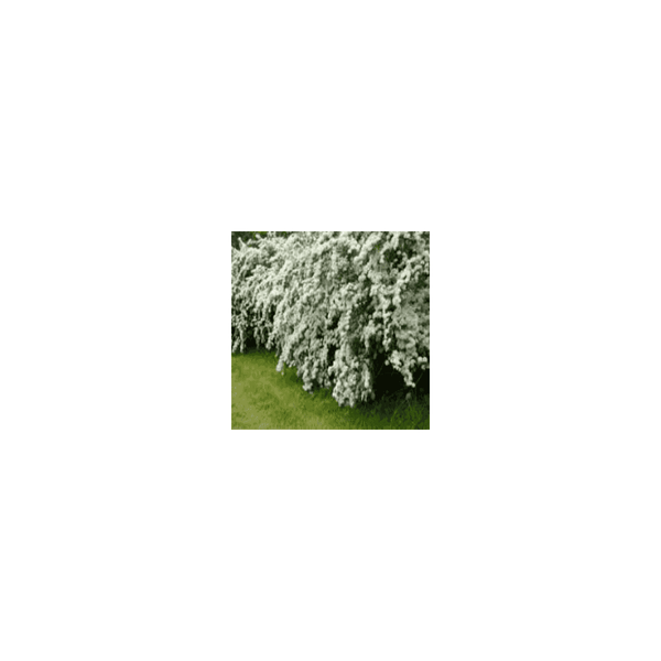 Spiraea Arguta - 3L Pot