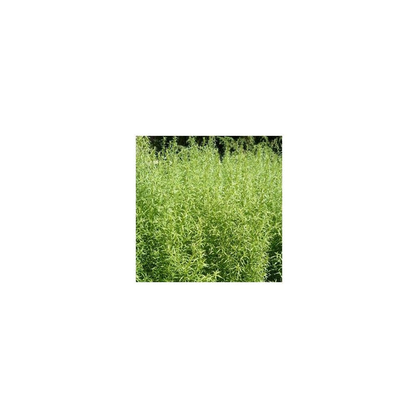 Tarragon French - 1L Pot