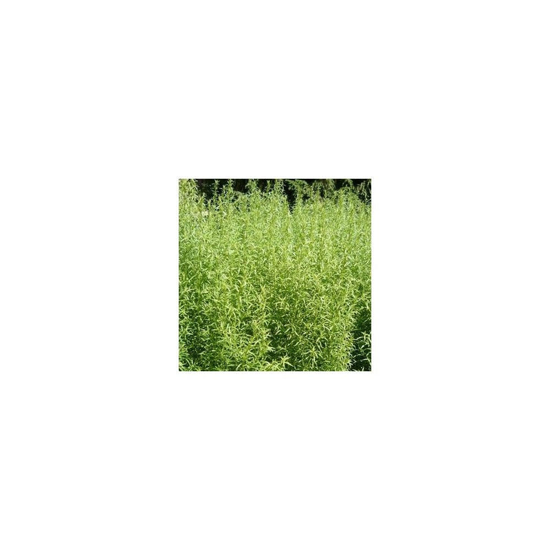 Tarragon French - 1L Pot