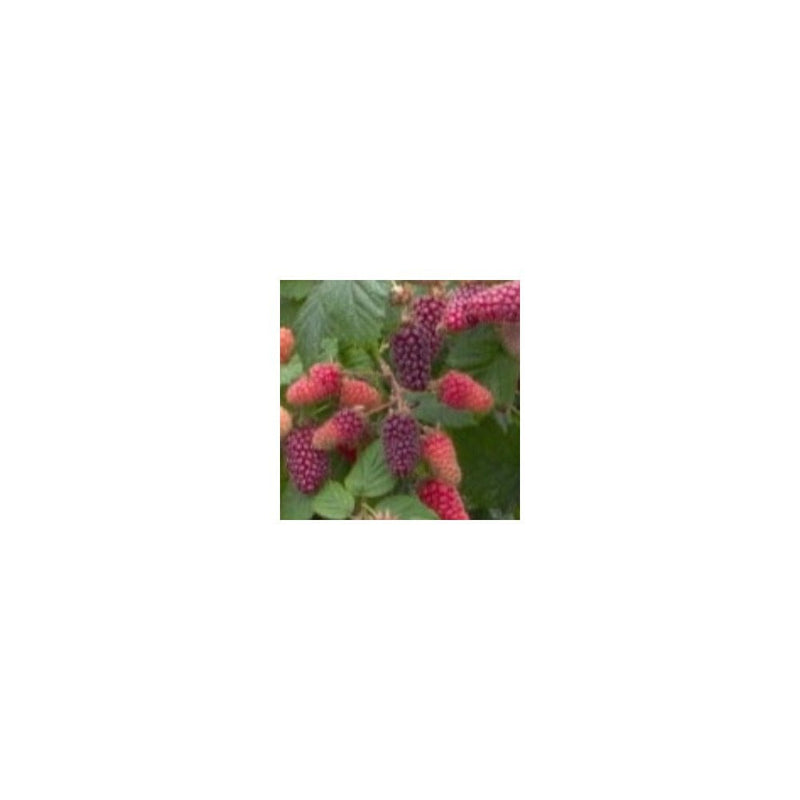 Tayberry Rubus 'Medana Tayberry' - 2L Pot