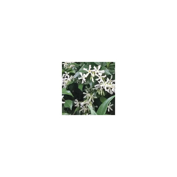 Trachelospermum Jasminoides - 3L Pot