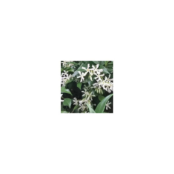 Trachelospermum Jasminoides -1- 2L Pot