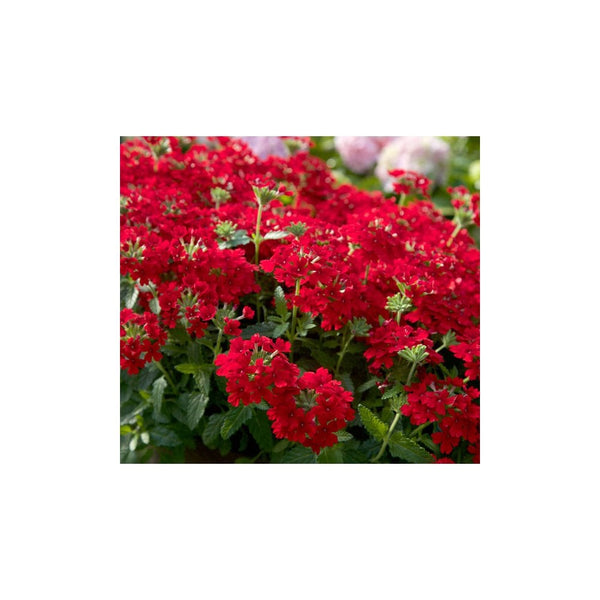 Verbena Red - 9-10.5cm Pot