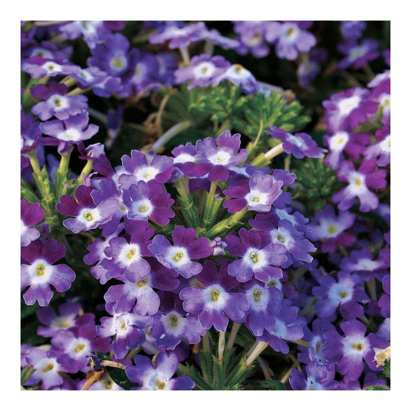 Verbena Twister Purple - 1L Pot