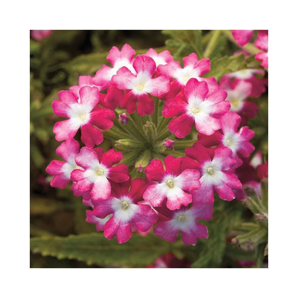 Verbena Twister Red - 1L Pot