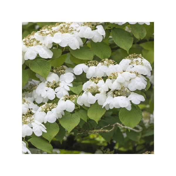 Viburnum Plicatum 'Watanabe' - 3.5L Pot