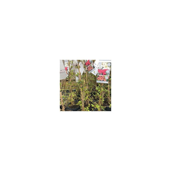 Viburnum Plicatum Kilimandjaro Sunrise - 3L Pot