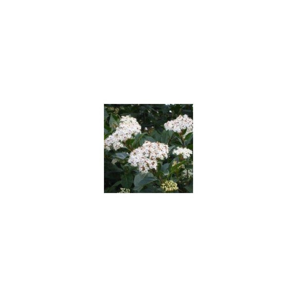 Viburnum Tinus - 2L Pot