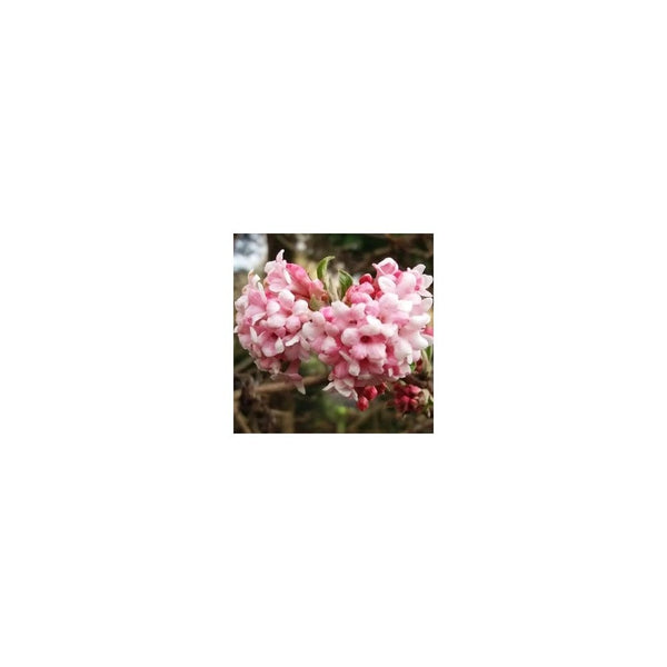 Viburnum x Bodnantense 'Dawn' - 2L Pot