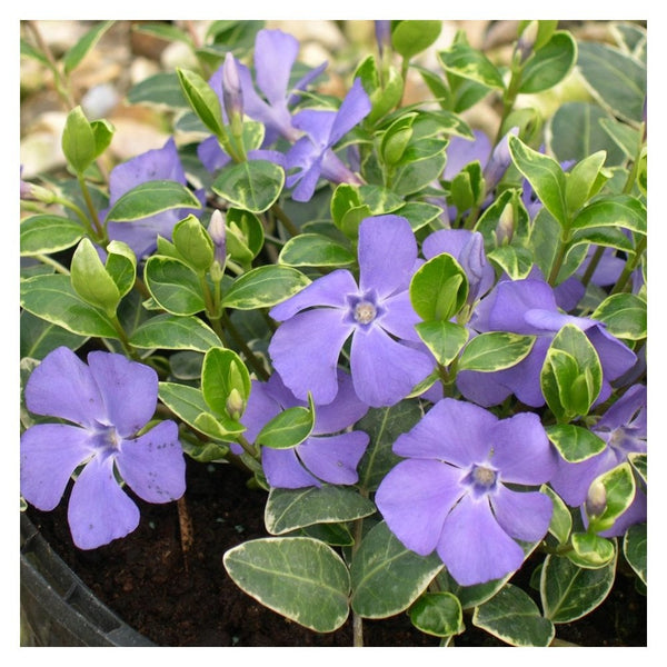 Vinca Minor - 3LPot