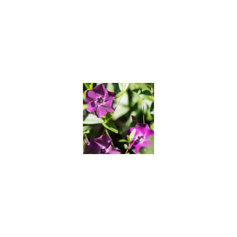 Vinca Minor 'Atropurpurea' - 3LPot