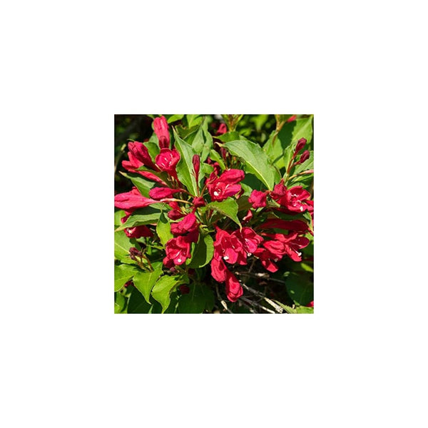 Weigela 'Bristol Ruby'- 2L Pot