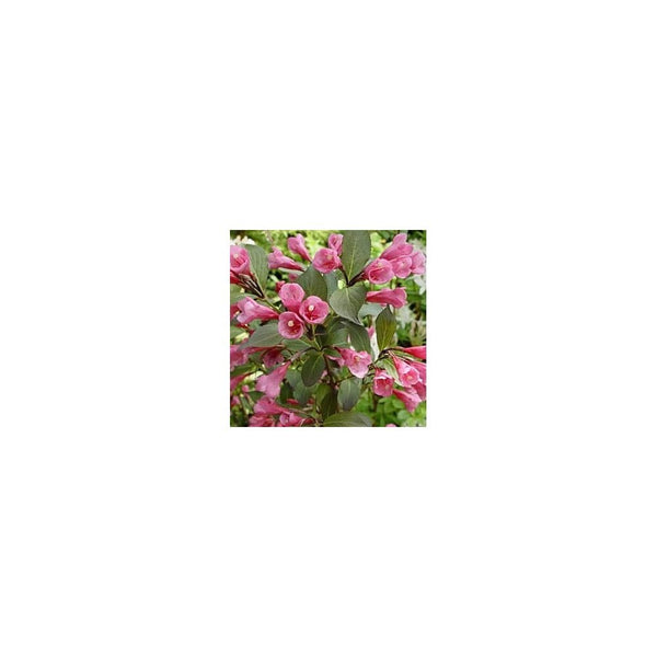 Weigela 'Victoria' - 2L Pot