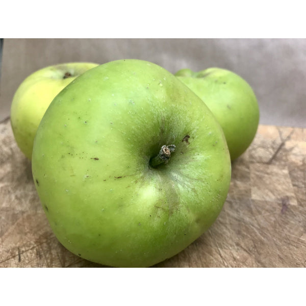 Apple Bramley seedling Supplied in a 7.5 Litre Pot