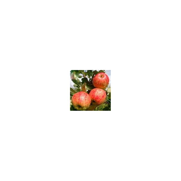 Apple James Grieve Supplied in a 7.5 Litre Pot