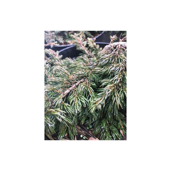 Juniperus Communis Repanda 2L