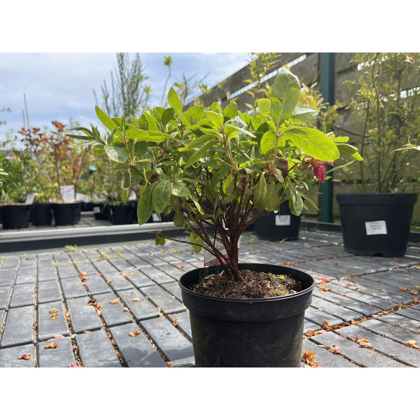 Azalea Japonica Hino Crimson -Evergreen - 2L Pot