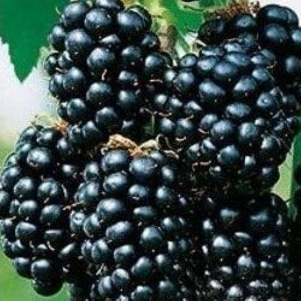 Blackberry - Rubus Fruticosus Black Satin - 2L Pot