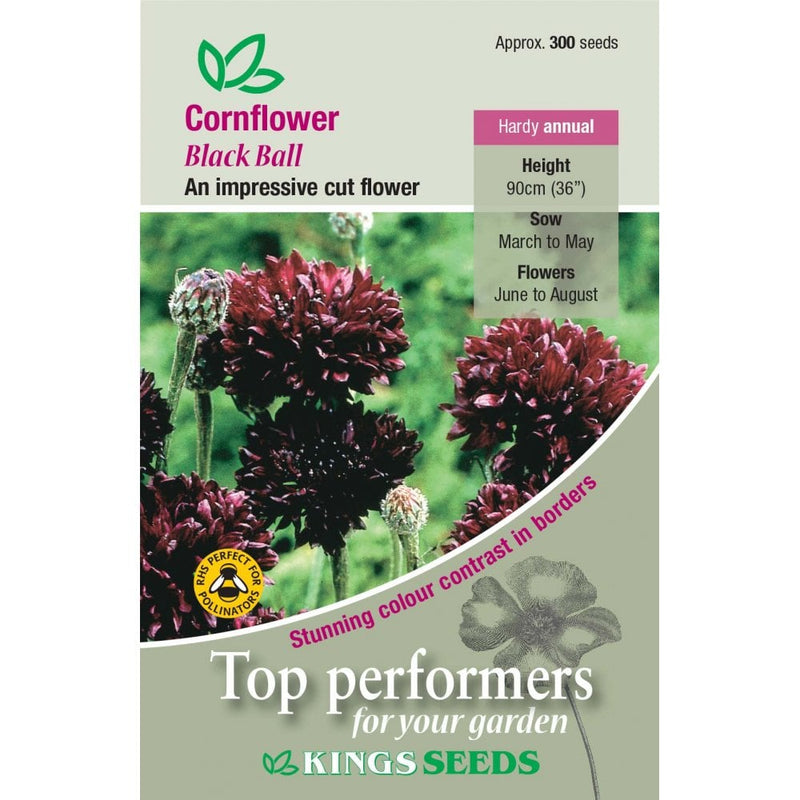 Cornflower Black Ball