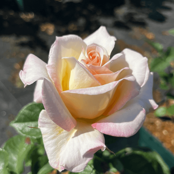 Rose True Love (Hybrid Tea)