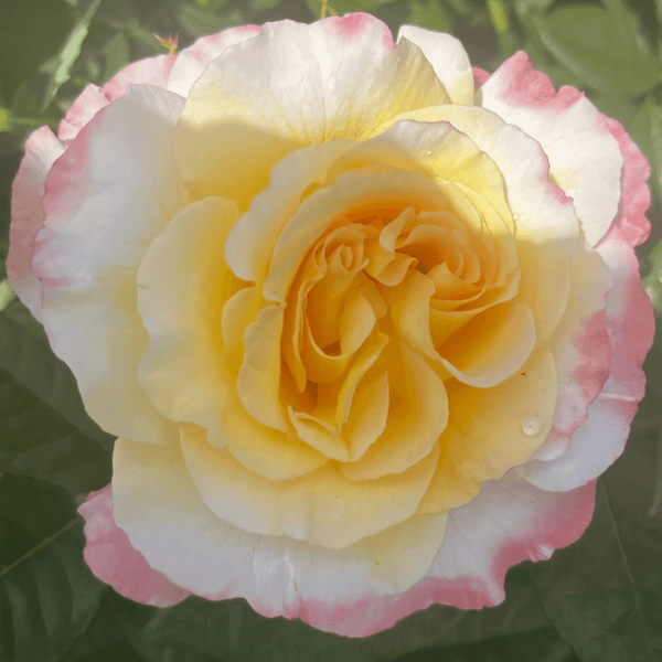 Rose Aquarell (Hybrid Tea)